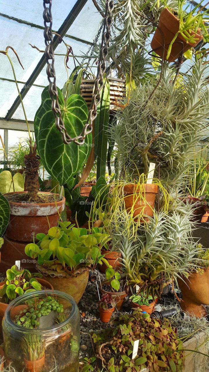 indoor plants in pots