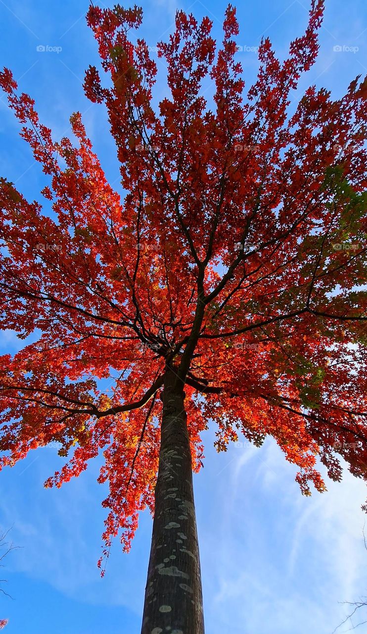 Autumn lady tree