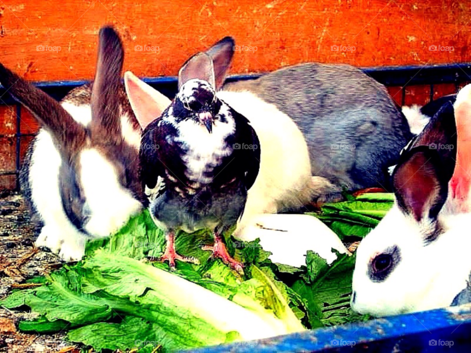 Rabbits and a bird. Rabbits and a bird at a market in Egypt