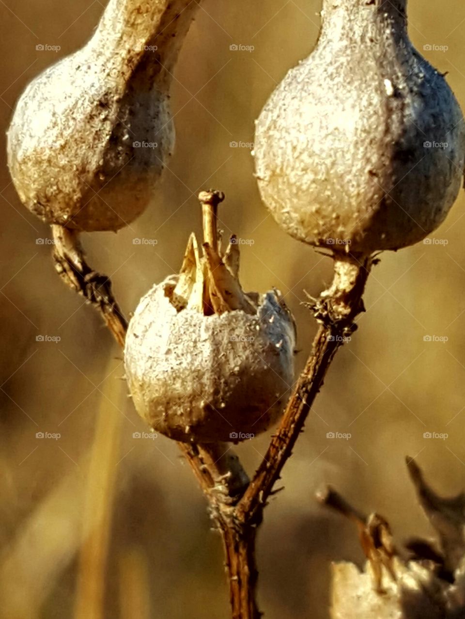 No Person, Nature, Winter, Outdoors, Leaf