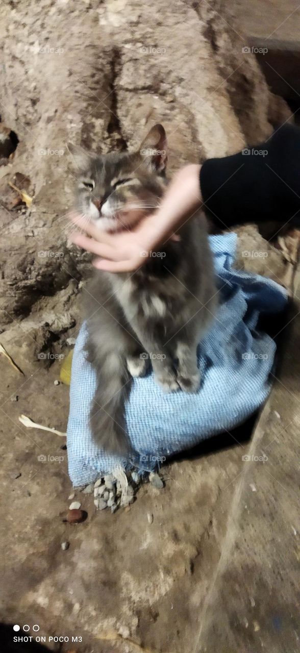 beautiful cat looking at camera.