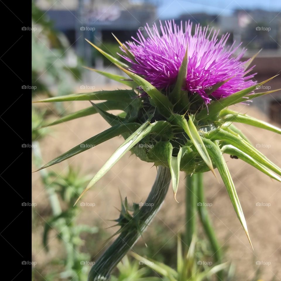 This prickly violet flower is one of the most beautiful