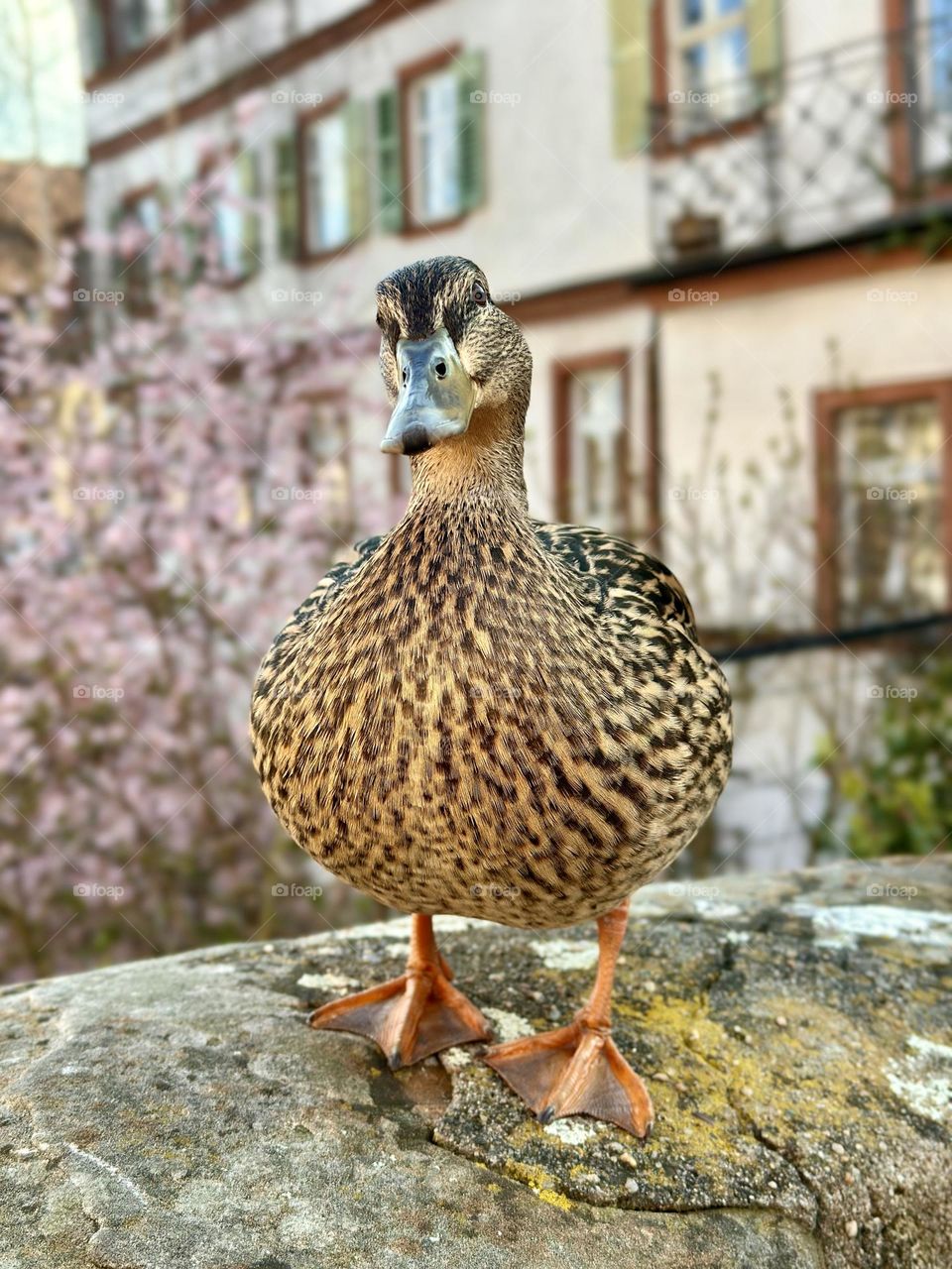 Cute duck in spring city