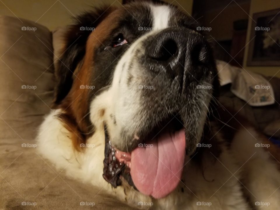 st. bernard