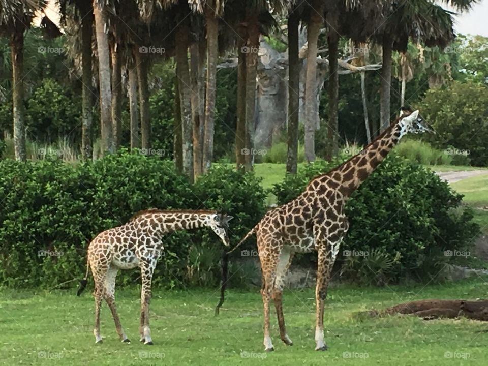 A baby giraffe grabbing the tail of another giraffe