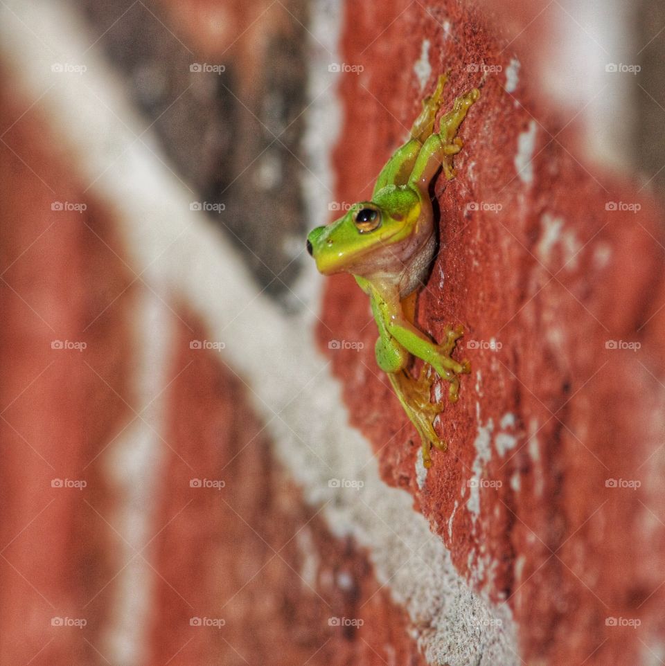 Frog in a wall
