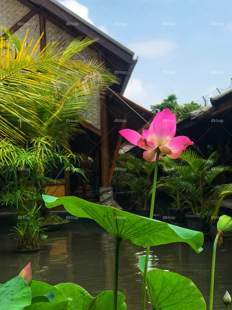 Flower