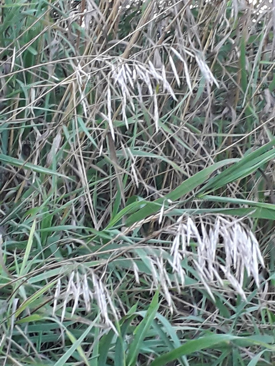 grass late autumn