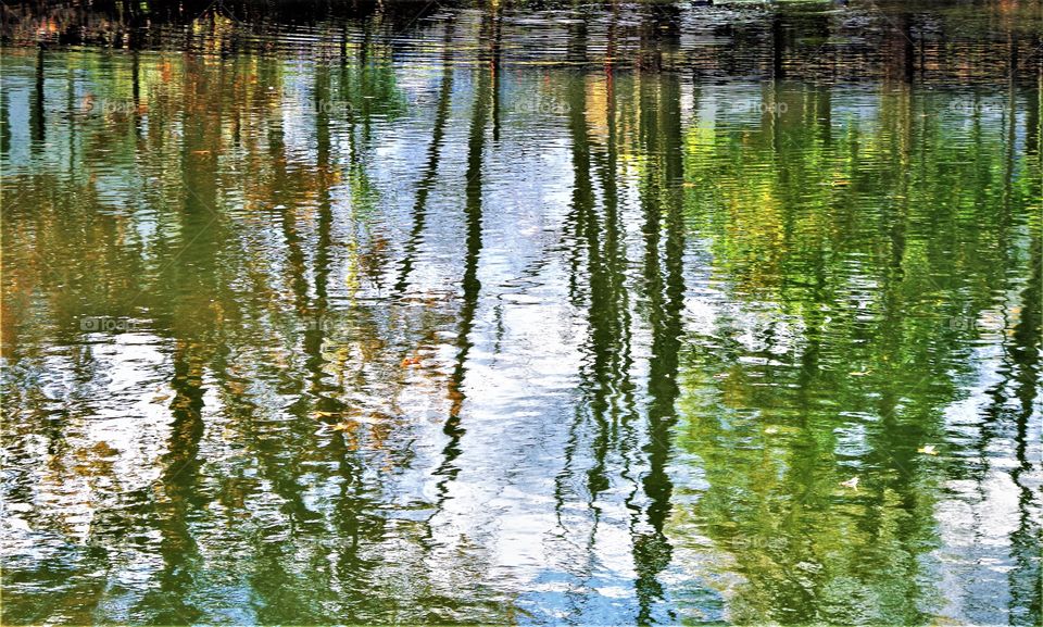 Pond Autumn Tree Reflection 