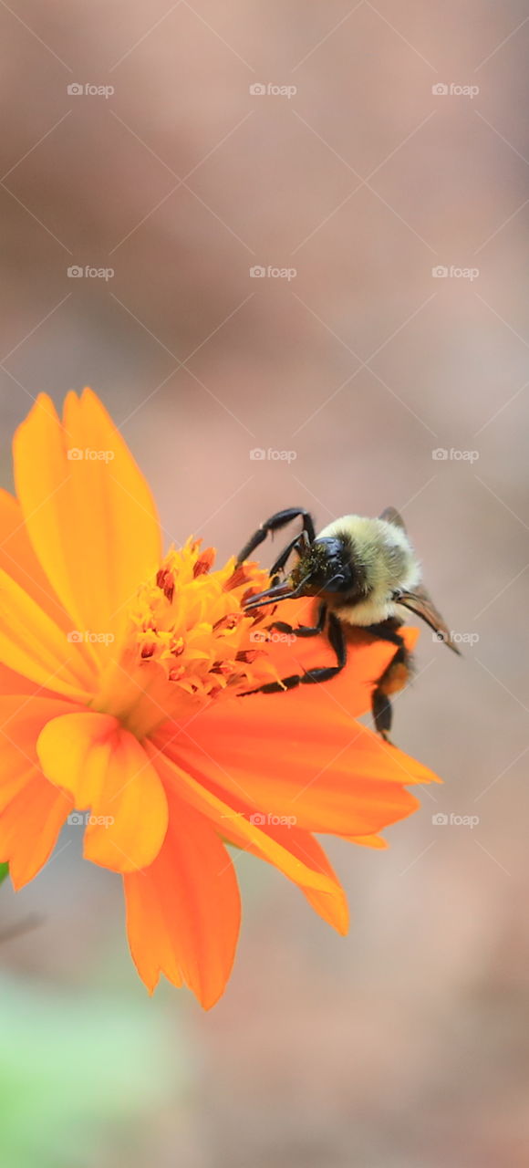 small yellow bee pollinating orange cosmos flower in garden
