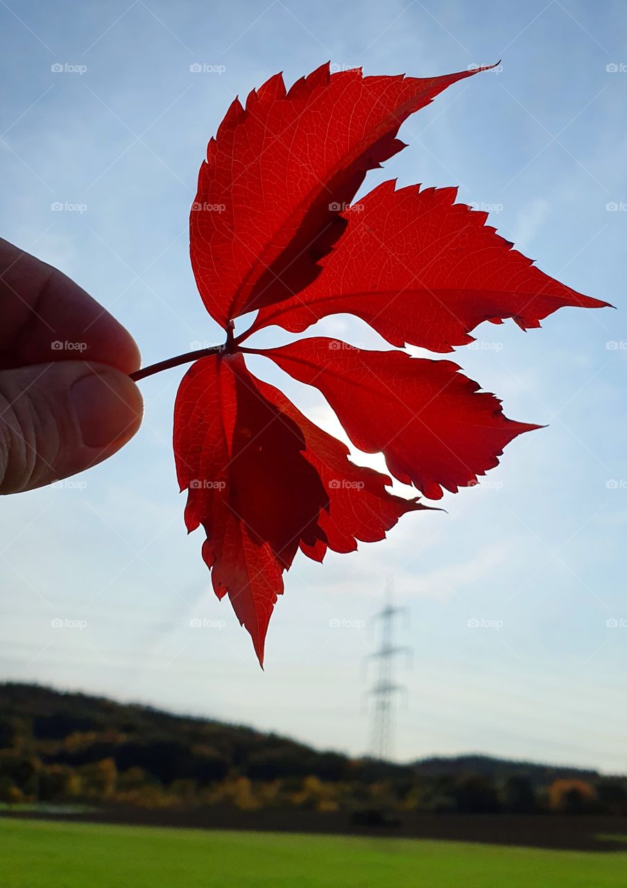 Red Autumn Leaf
