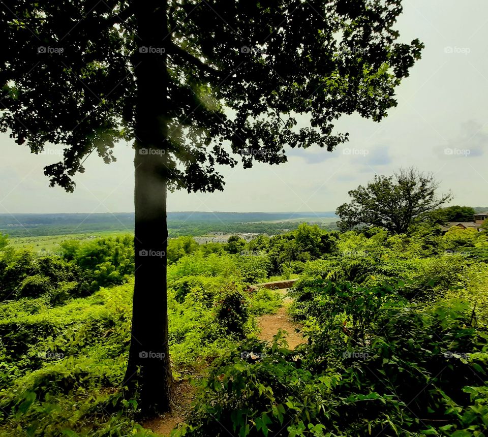 Scenic View with Tree