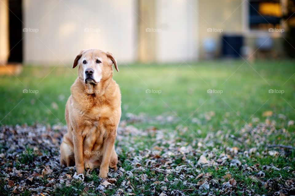 Old Lab mix dog enjoying the last light of the day.