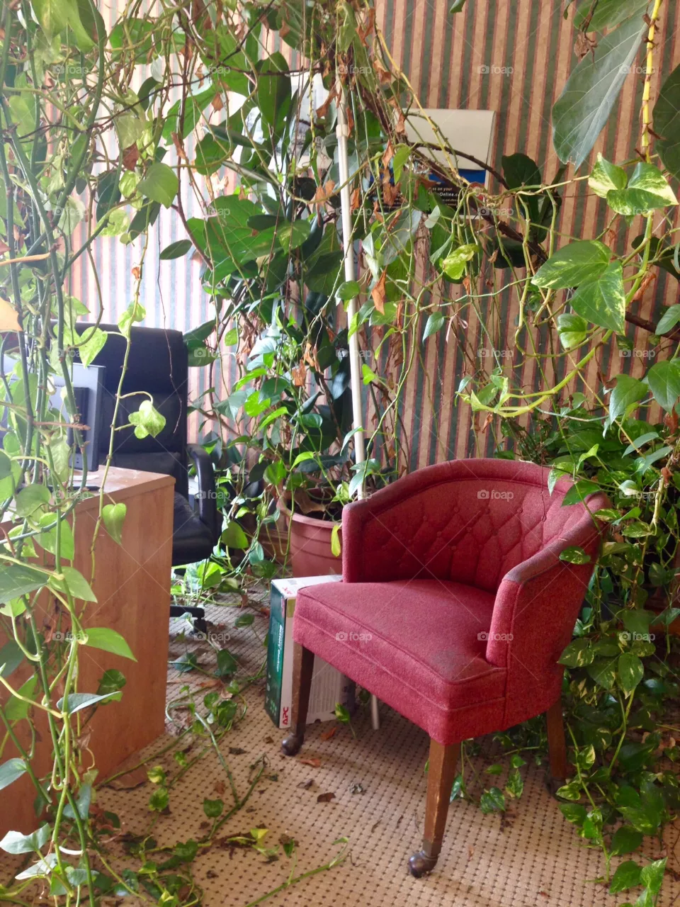Vines