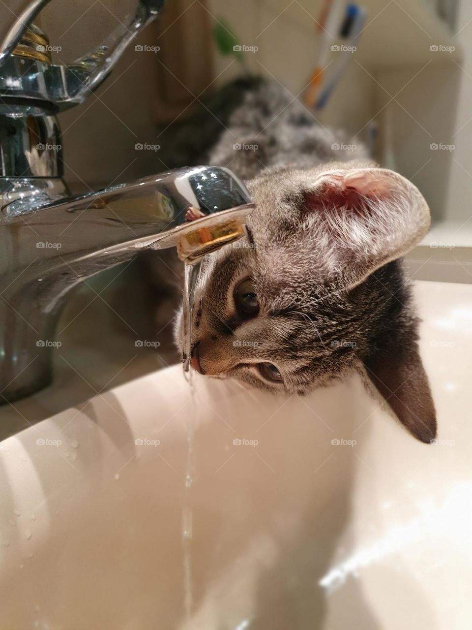 animal - kitten - cat is drinking from the tap