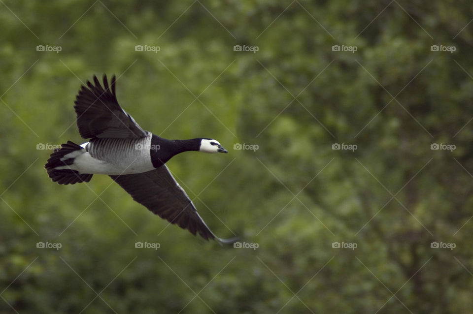 Canada Goose