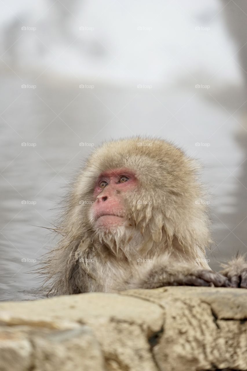 snow monkey