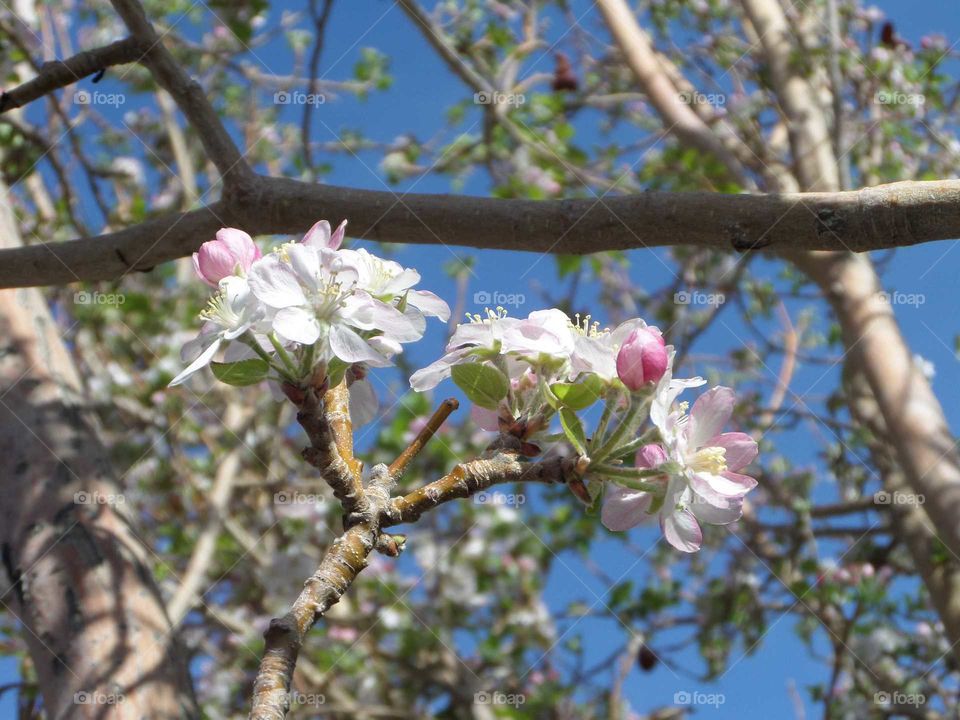 beautiful apple blossoms blooming on the apple tree