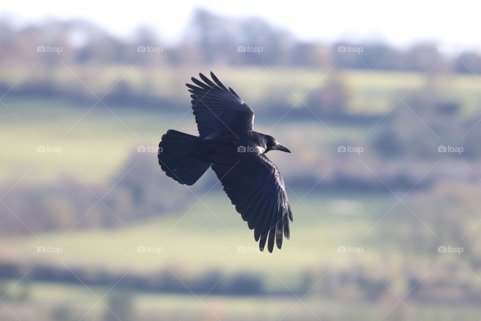 crow and its freedom