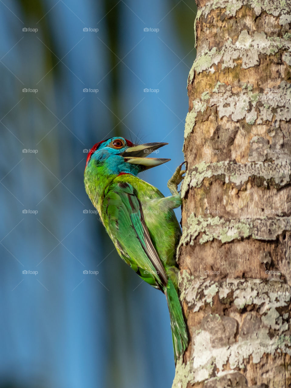 Smiley Barbet