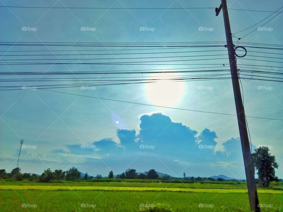 Sky, tree, field,field rice