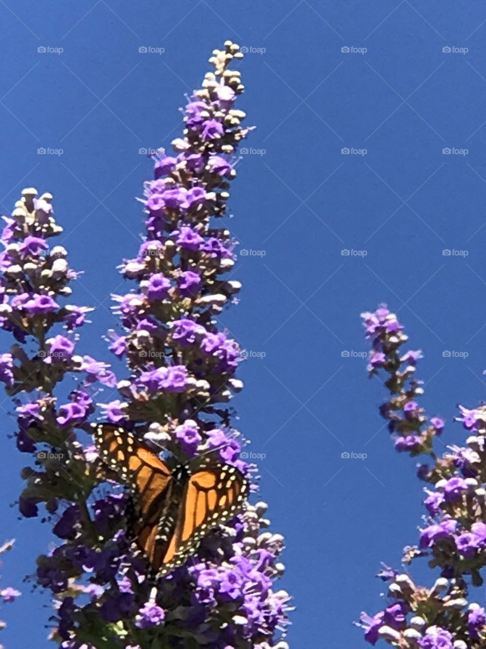 Texas Lilac and butterflies 