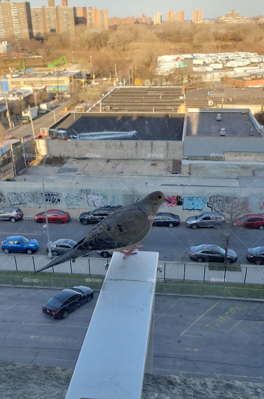 Bird taking in the View