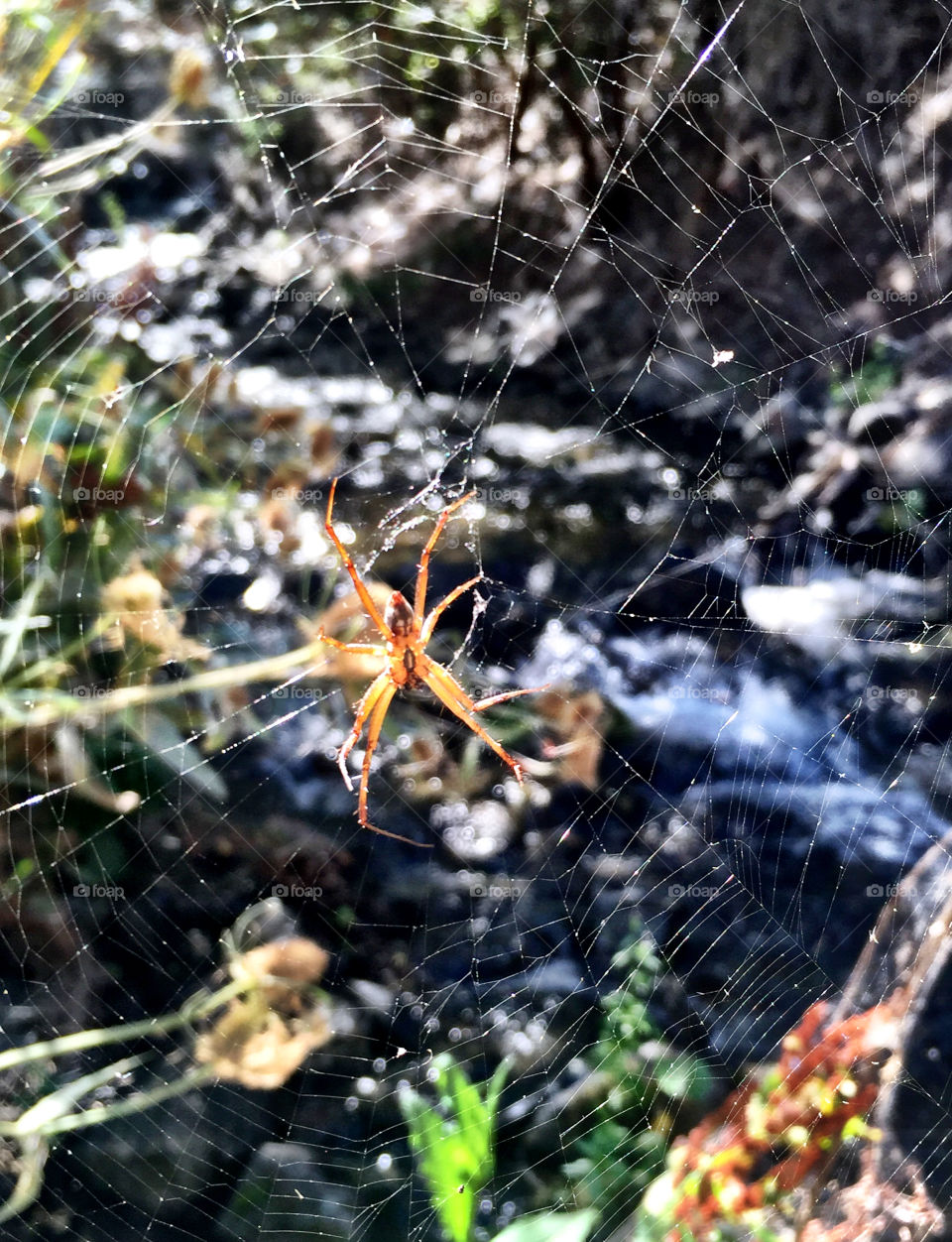 Close-up of spider on web
