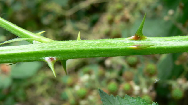 Stachel