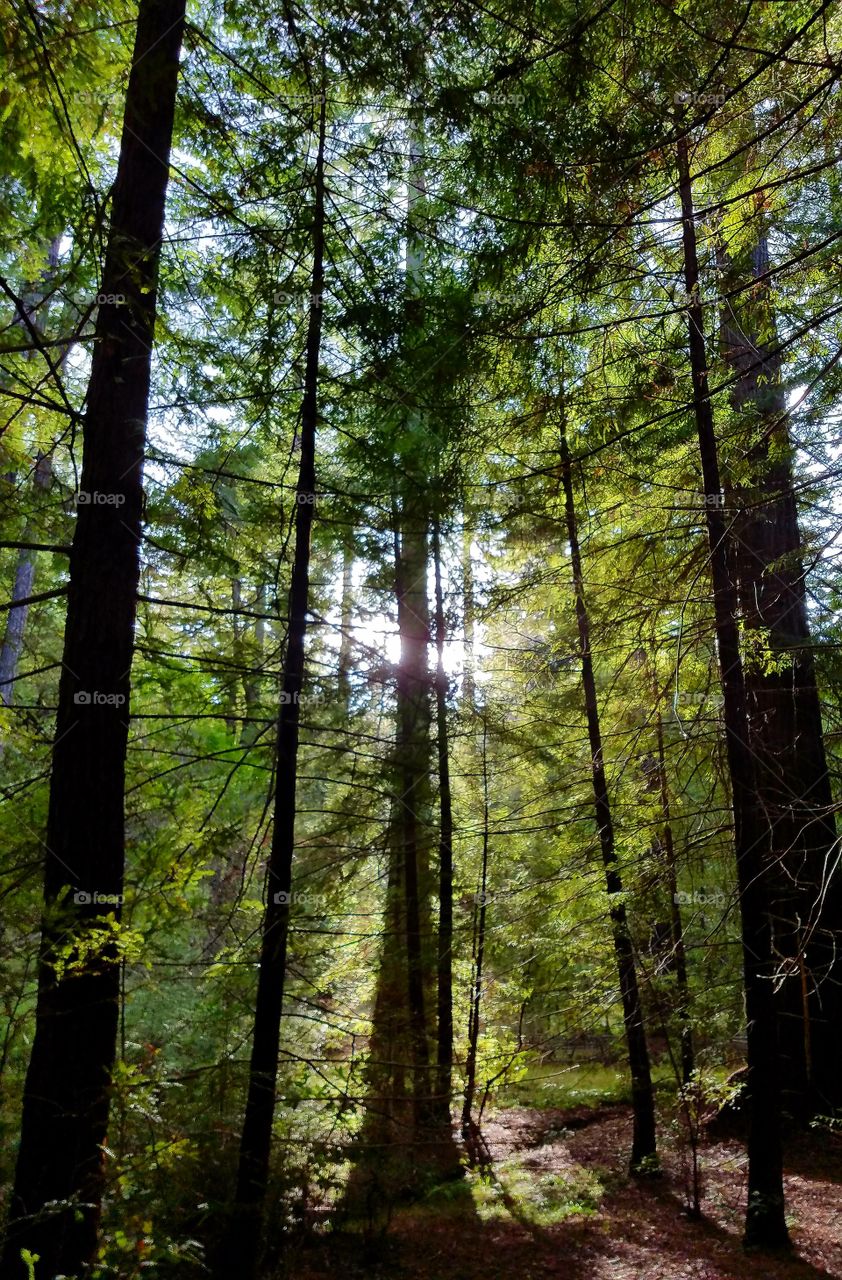 Golden light through the trees in Big Basin