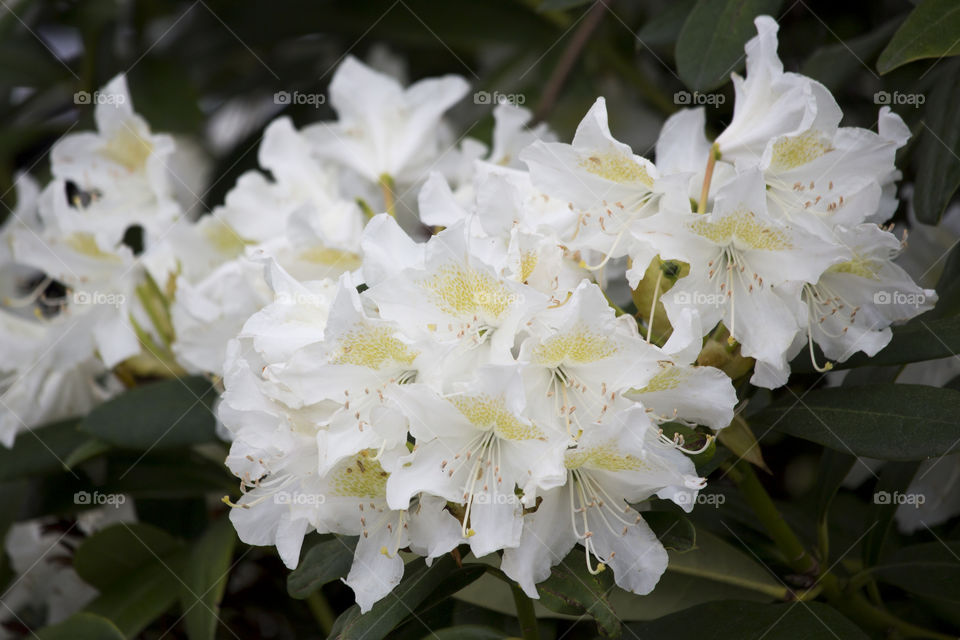 Rhododendron blooming white flowers .
Rododendron vita blommor 