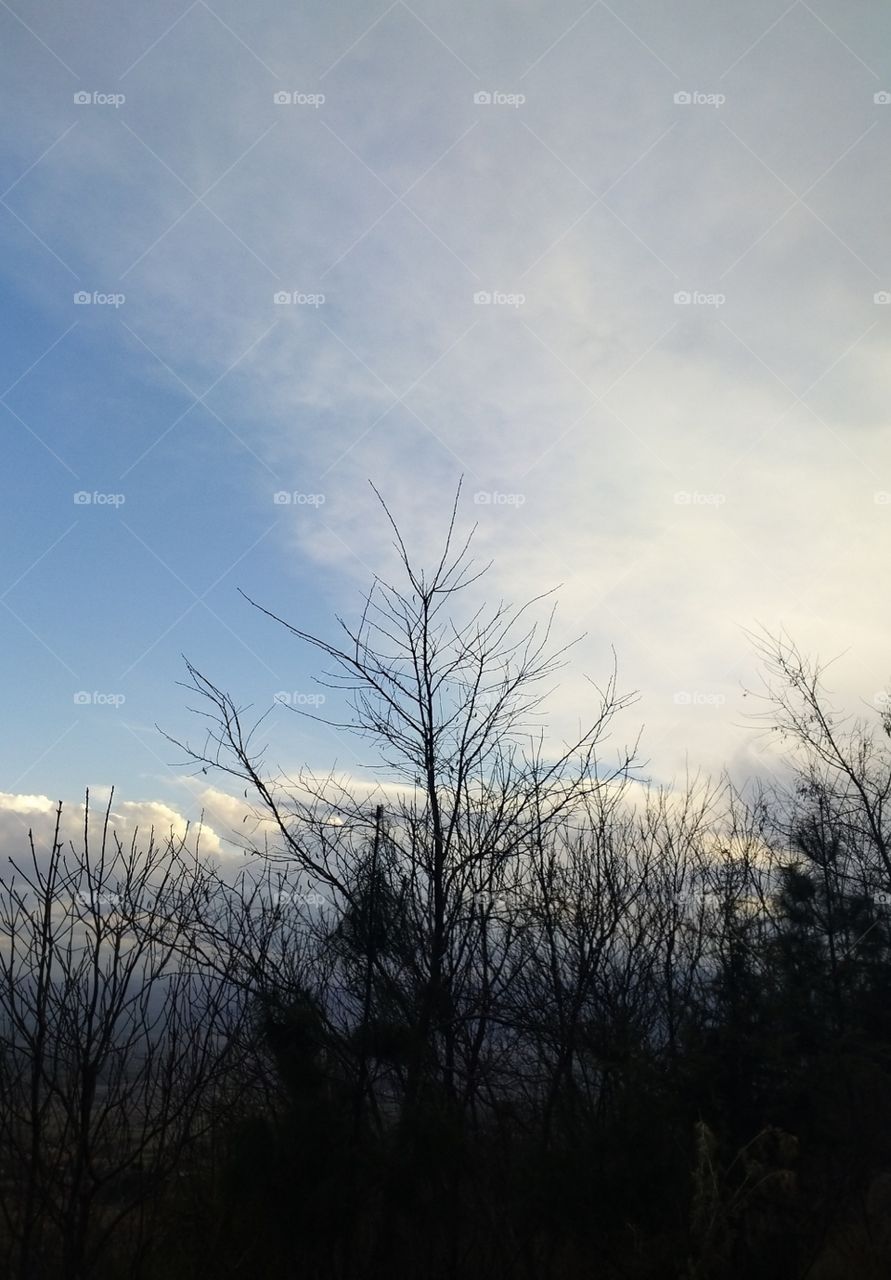 enjoy moments lovely trees