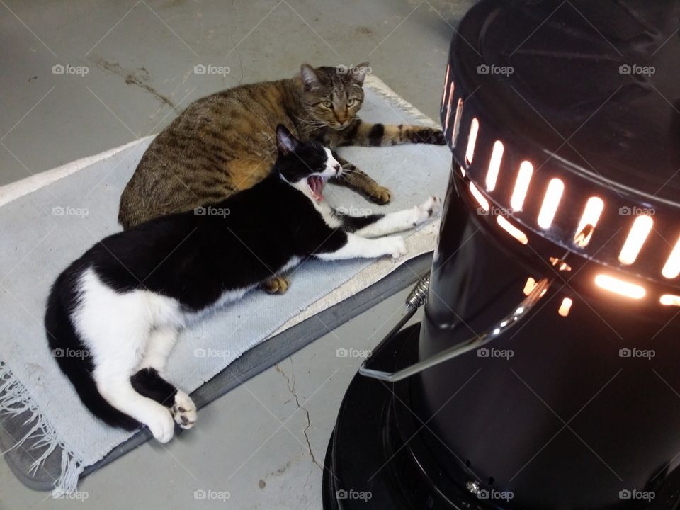 A tabby cat and a yawning. lack and white cat together relaxing on a bed in front of a karosen fire