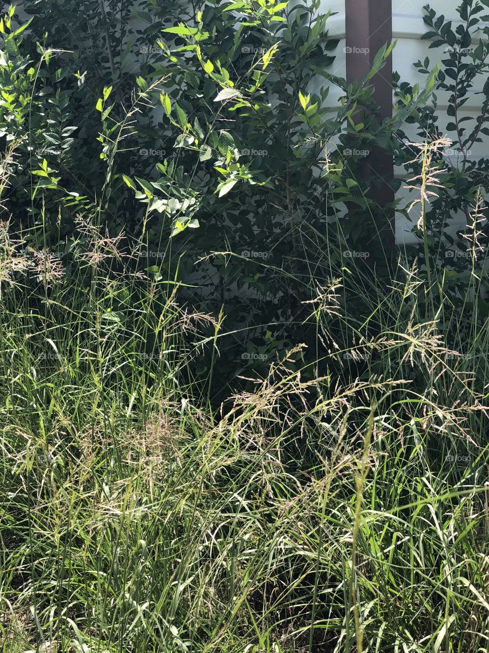 Grass blowing in The wind