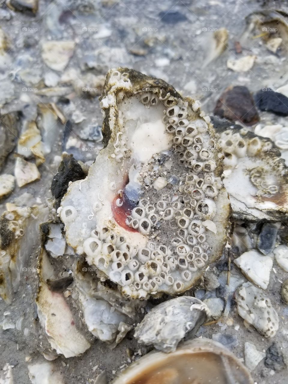 The beauty inside an oyster shell holds even after the barnacles invade