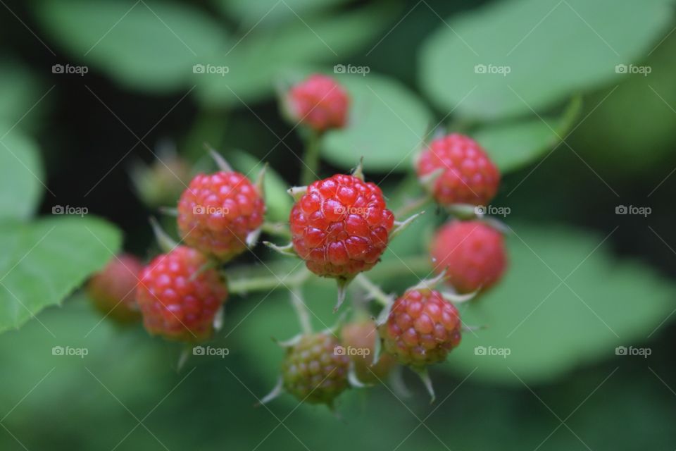 Raspberry Plant