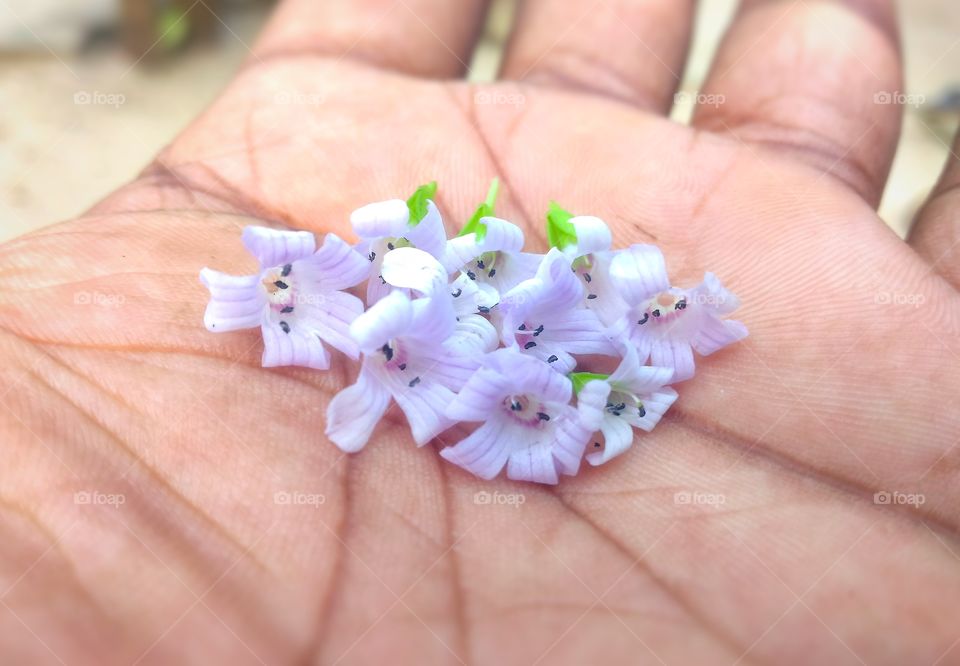 flowers on hand