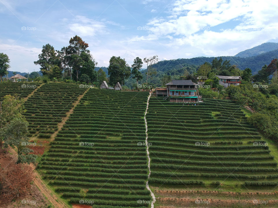 
Beautiful aerial view of tea plantation in the rural village farming area on the mountain with blue sky in the background. Mae Taeng District, Chiang Mai, Northern Thailand.