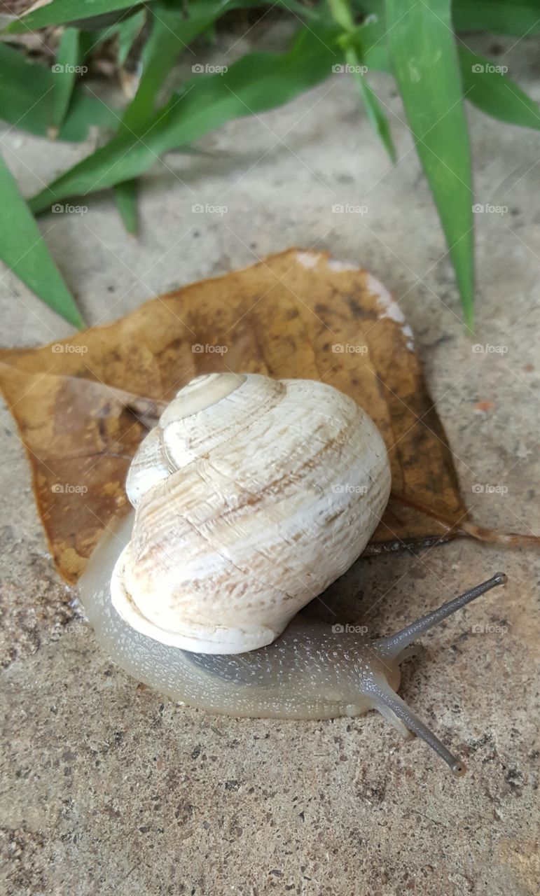 shell