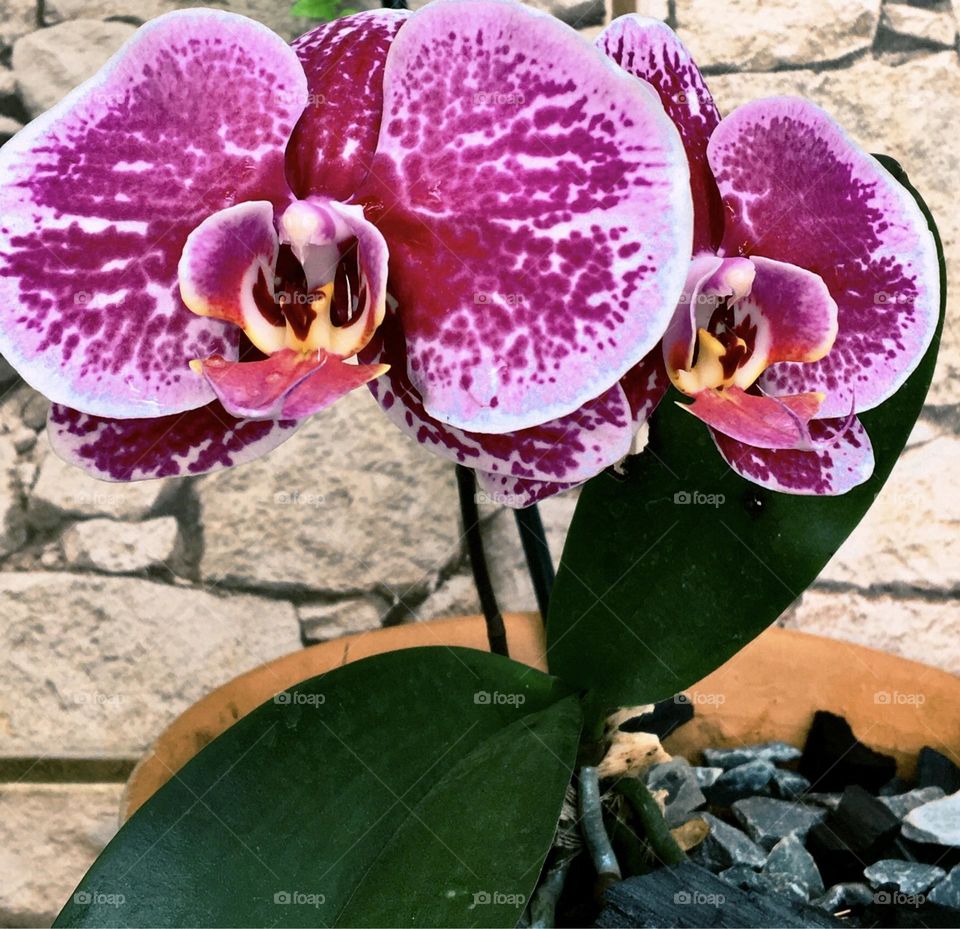 Orquídea roxa