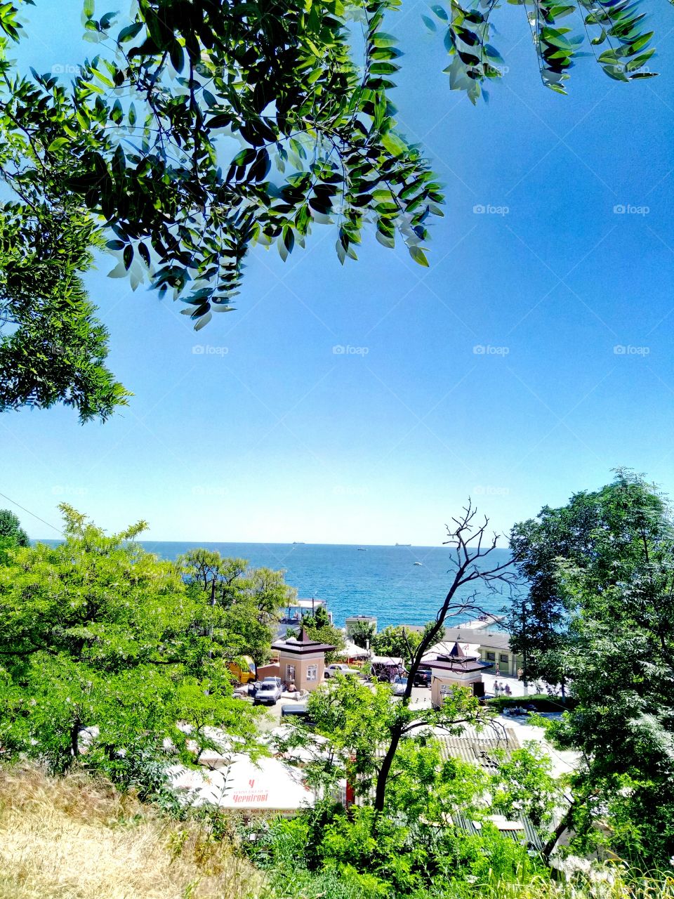 Nature, Tree, Summer, No Person, Outdoors