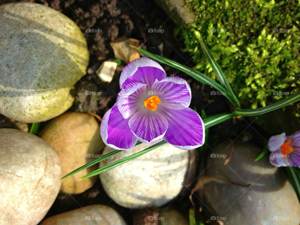 spring garden plants purple by all_things_art