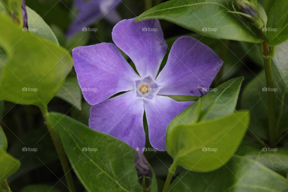 Perpl Flower