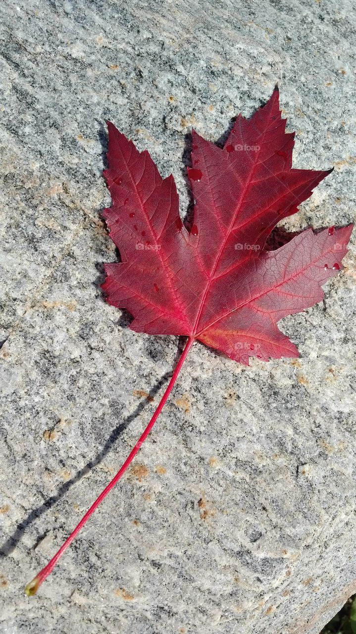 Maple leaf just freshly fallen in the first week of fall.