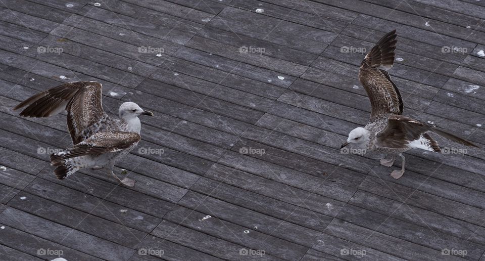 High angle view of seagulls