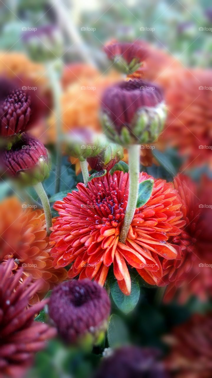 chrysanthemums