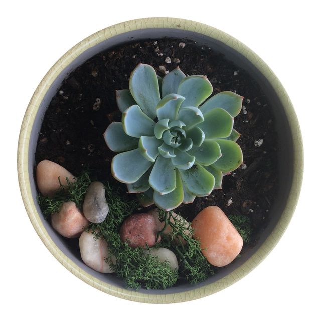 Succulent. Potted succulent