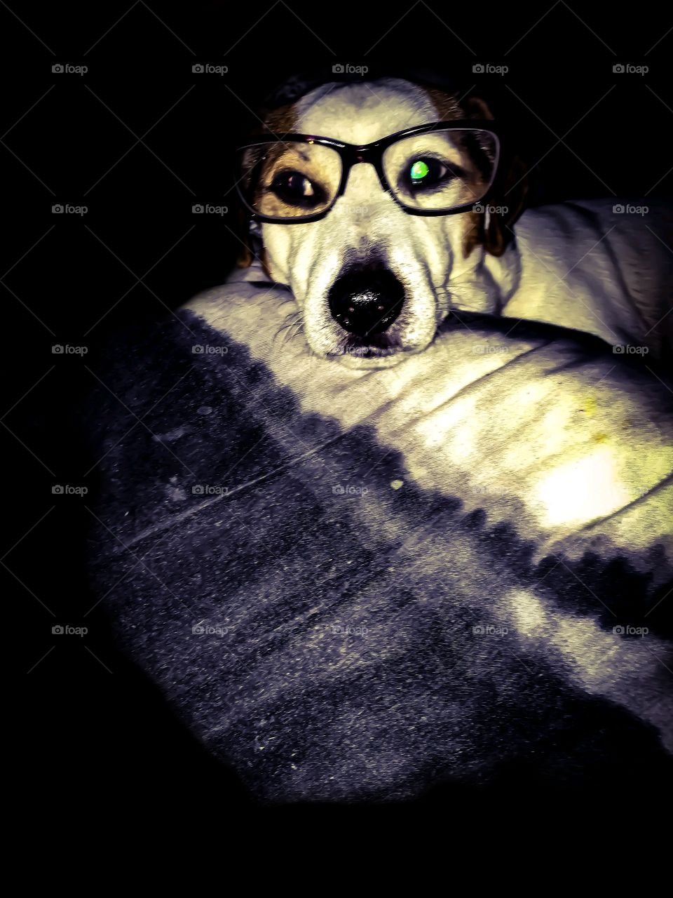 Professor doggo