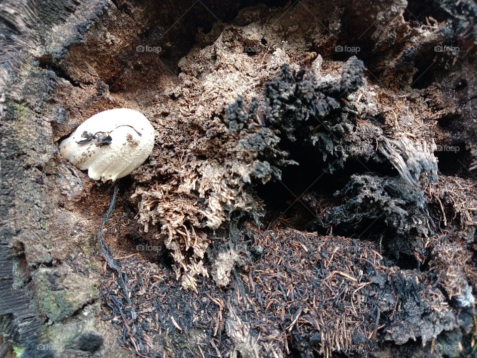 soil and mushrooms. dark photography.