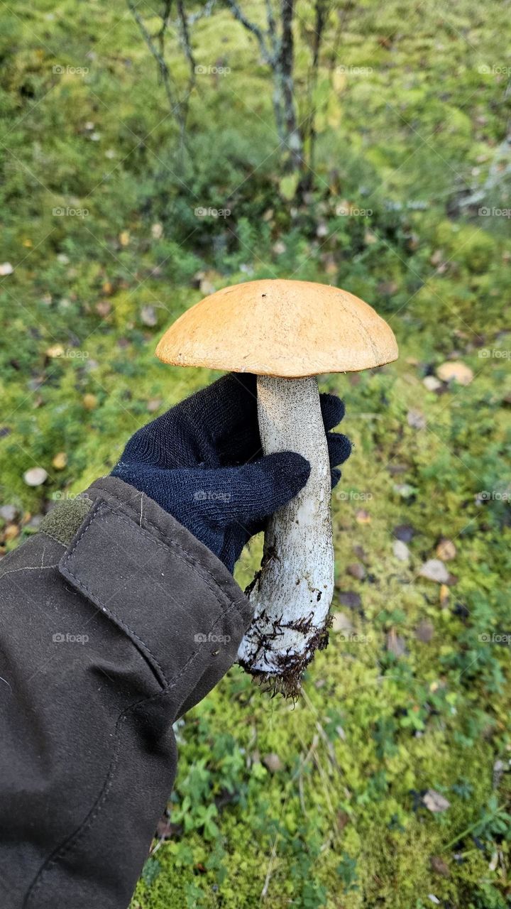 in the photo, a wonderful and delicious edible mushroom, leccinum versipelle